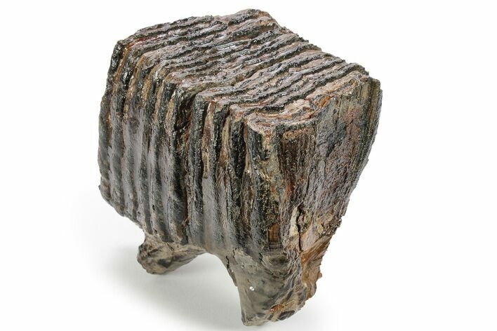 Partial Fossil Woolly Mammoth Upper M Molar - Siberia #238755